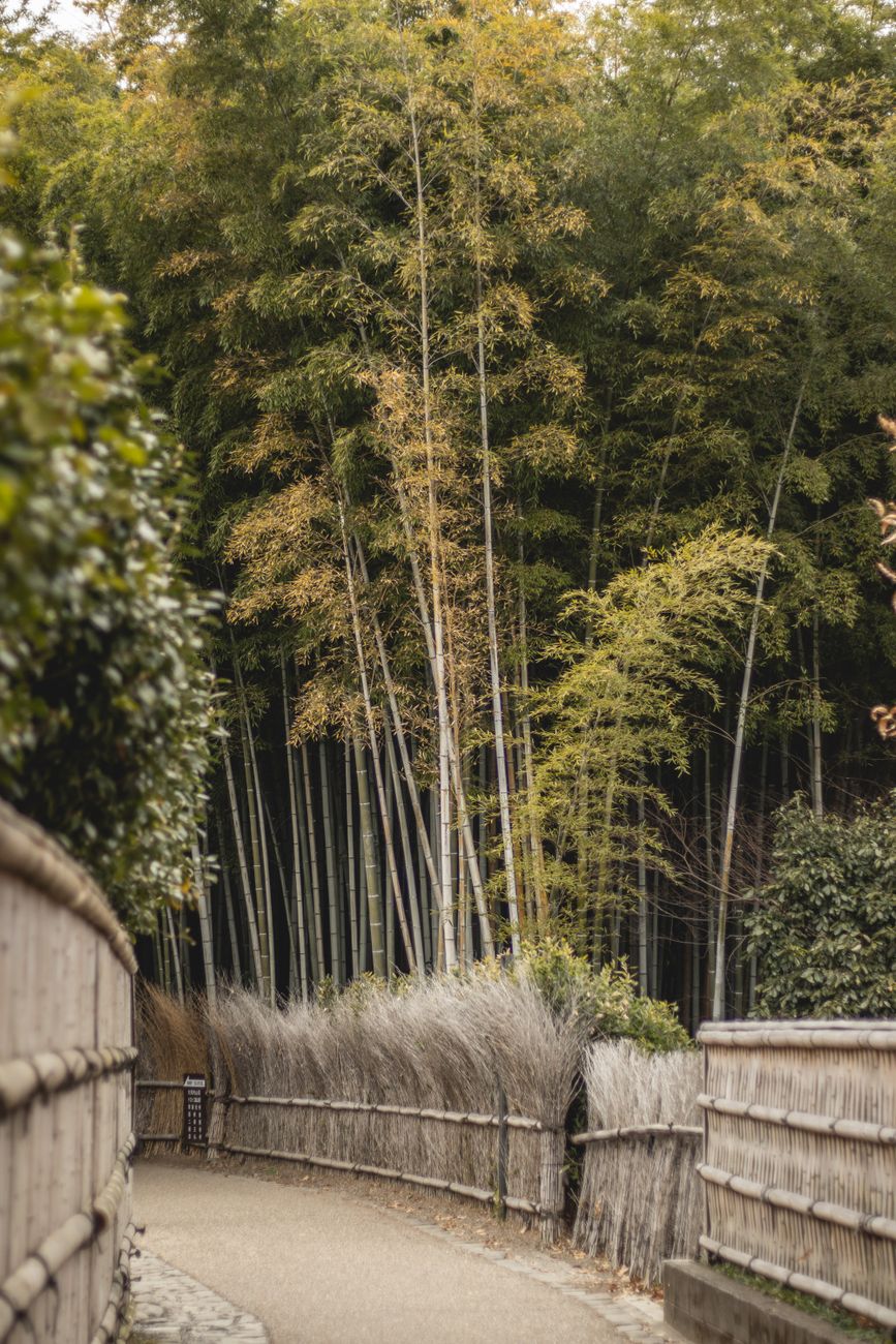 Calm courtyard with stone lantern and bamboo